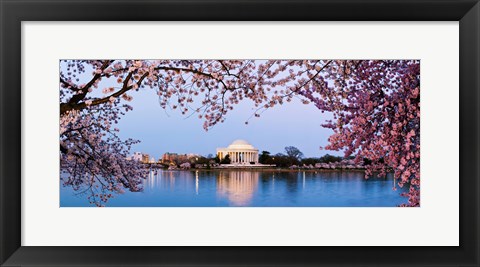 Framed Cherry Blossom tree with a memorial in the background, Jefferson Memorial, Washington DC, USA Print