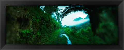 Framed Trail through a rainforest, Cayo District, Belize Print