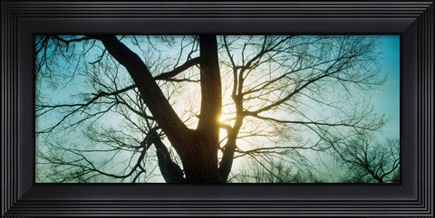 Framed Sunlight shining through a bare tree, Prospect Park, Brooklyn, Manhattan, New York City, New York State, USA Print