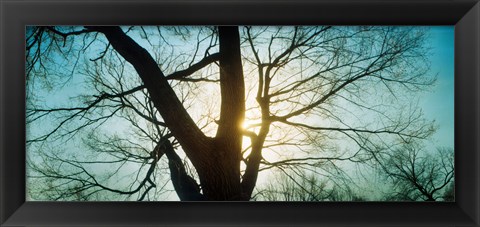 Framed Sunlight shining through a bare tree, Prospect Park, Brooklyn, Manhattan, New York City, New York State, USA Print