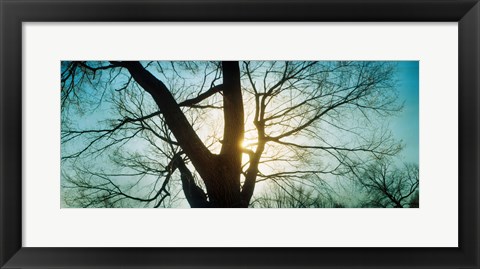 Framed Sunlight shining through a bare tree, Prospect Park, Brooklyn, Manhattan, New York City, New York State, USA Print