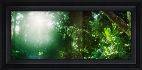 Framed Sunbeams shining through trees in a forest, Parque Lage, Jardim Botanico, Corcovado, Rio de Janeiro, Brazil Print