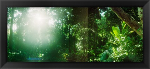 Framed Sunbeams shining through trees in a forest, Parque Lage, Jardim Botanico, Corcovado, Rio de Janeiro, Brazil Print