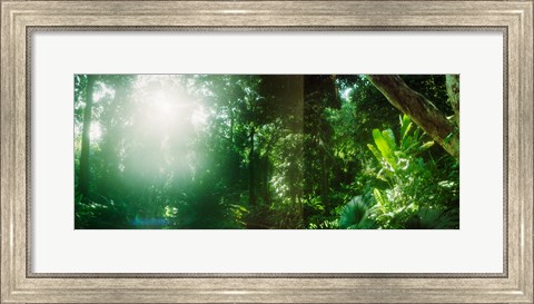 Framed Sunbeams shining through trees in a forest, Parque Lage, Jardim Botanico, Corcovado, Rio de Janeiro, Brazil Print