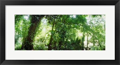 Framed Subtropical forest of Parque Lage, Jardim Botanico, Corcovado, Rio de Janeiro, Brazil Print