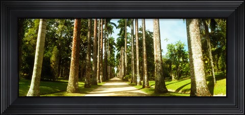 Framed Trees both sides of a garden path, Jardim Botanico, Zona Sul, Rio de Janeiro, Brazil Print