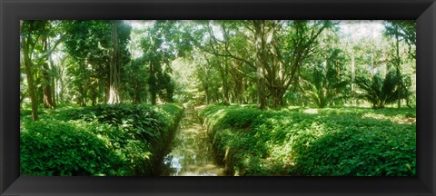 Framed Trees in a botanical garden, Jardim Botanico, Zona Sul, Rio de Janeiro, Brazil Print