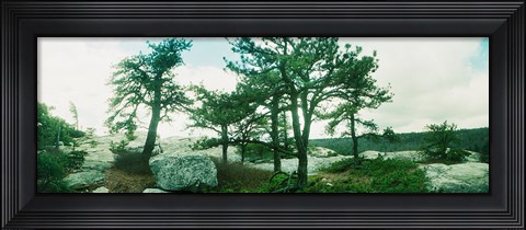 Framed Close up of trees, Gertrude's Nose, Minnewaska State Park, Catskill Mountains, New York State, USA Print