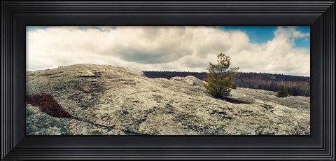Framed Tree growing in a boulder, Gertrude's Nose, Minnewaska State Park, Catskill Mountains, New York State, USA Print