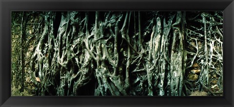 Framed Roots of an old growth tree, Morro De Sao Paulo, Tinhare, Cairu, Bahia, Brazil Print