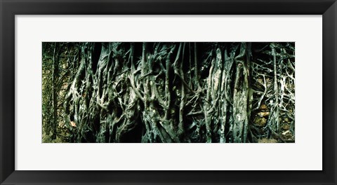 Framed Roots of an old growth tree, Morro De Sao Paulo, Tinhare, Cairu, Bahia, Brazil Print