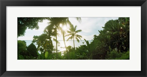 Framed Palm trees in the forest at coast, Morro De Sao Paulo, Tinhare, Cairu, Bahia, Brazil Print