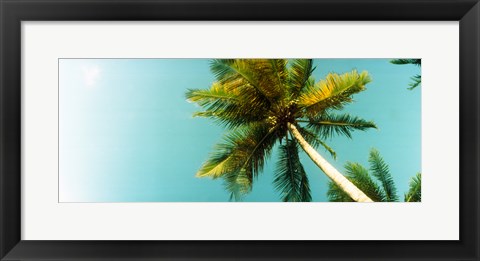 Framed Low angle view of palm tree, Morro De Sao Paulo, Tinhare, Cairu, Bahia, Brazil Print