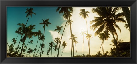 Framed Palm trees along the beach in Morro De Sao Paulo, Tinhare, Cairu, Bahia, Brazil Print