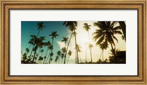 Framed Palm trees along the beach in Morro De Sao Paulo, Tinhare, Cairu, Bahia, Brazil Print