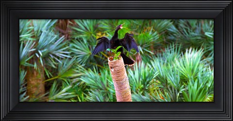 Framed Anhinga (Anhinga anhinga) on a tree, Boynton Beach, Florida Print