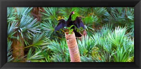 Framed Anhinga (Anhinga anhinga) on a tree, Boynton Beach, Florida Print