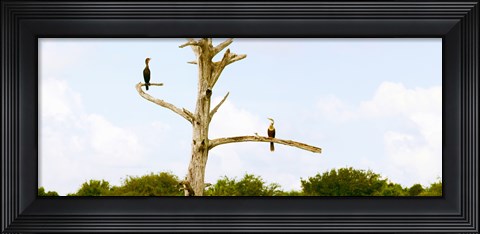 Framed Low angle view of Cormorants (Phalacrocorax carbo) on a tree, Boynton Beach, Florida, USA Print