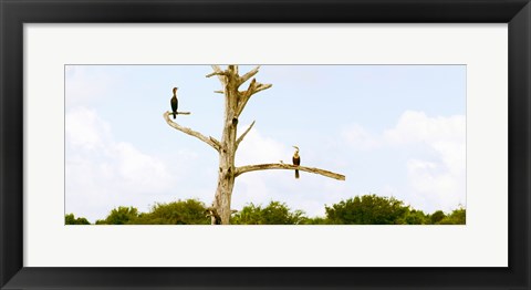 Framed Low angle view of Cormorants (Phalacrocorax carbo) on a tree, Boynton Beach, Florida, USA Print