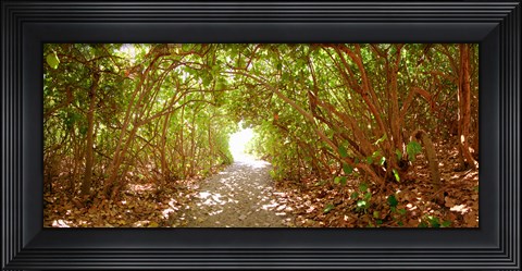 Framed Trees on the entrance of a beach, Delray Beach, Palm Beach County, Florida, USA Print