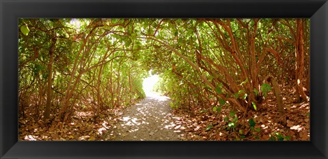 Framed Trees on the entrance of a beach, Delray Beach, Palm Beach County, Florida, USA Print