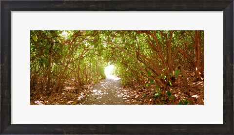 Framed Trees on the entrance of a beach, Delray Beach, Palm Beach County, Florida, USA Print