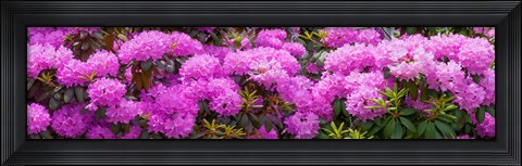 Framed Hydrangeas flowers, Union Township, Union County, New Jersey, USA Print