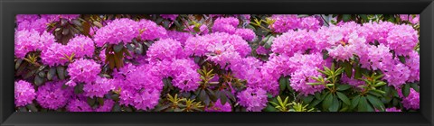 Framed Hydrangeas flowers, Union Township, Union County, New Jersey, USA Print