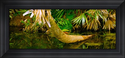 Framed Green Turtle (Chelonia mydas) in a pond, Boynton Beach, Florida, USA Print