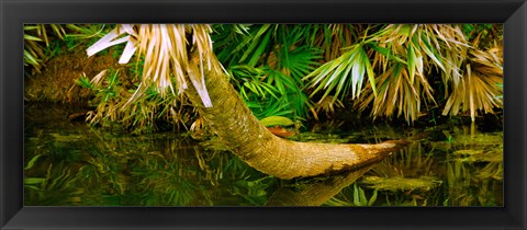 Framed Green Turtle (Chelonia mydas) in a pond, Boynton Beach, Florida, USA Print