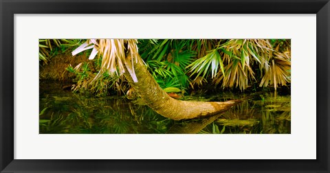 Framed Green Turtle (Chelonia mydas) in a pond, Boynton Beach, Florida, USA Print