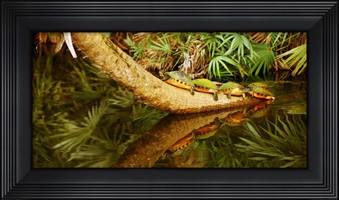 Framed Green Turtles (Chelonia mydas) on a tree overhanging on pond, Boynton Beach, Florida, USA Print
