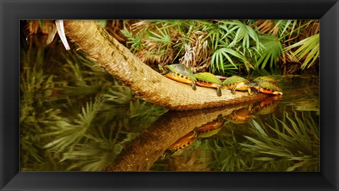 Framed Green Turtles (Chelonia mydas) on a tree overhanging on pond, Boynton Beach, Florida, USA Print