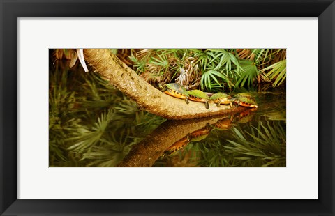 Framed Green Turtles (Chelonia mydas) on a tree overhanging on pond, Boynton Beach, Florida, USA Print