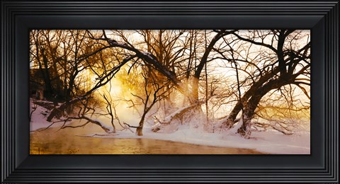 Framed Trees in a forest, Saint-Jean-sur-Richelieu, Quebec, Canada Print
