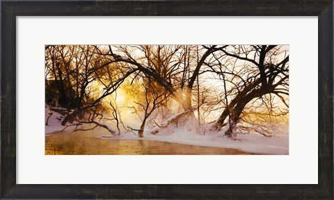 Framed Trees in a forest, Saint-Jean-sur-Richelieu, Quebec, Canada Print