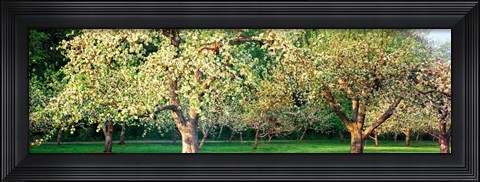 Framed Apple orchard, Quebec, Canada Print