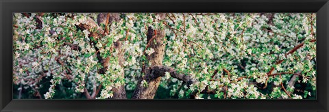 Framed Apple blossom flowers, Quebec, Canada Print
