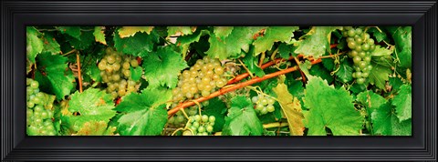 Framed Ripe green grapes on the vine, Quebec, Canada Print