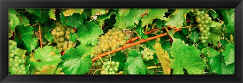 Framed Ripe green grapes on the vine, Quebec, Canada Print