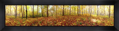 Framed Trees in a forest, Saint-Bruno, Quebec, Canada Print