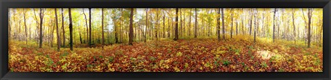 Framed Trees in a forest, Saint-Bruno, Quebec, Canada Print