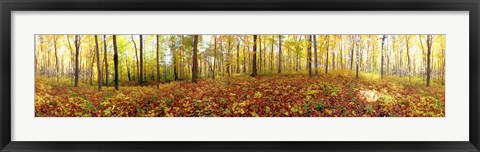 Framed Trees in a forest, Saint-Bruno, Quebec, Canada Print