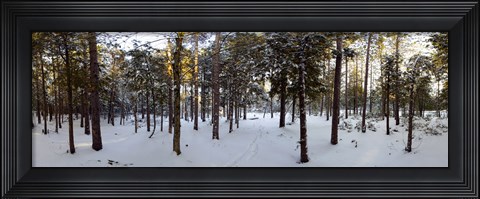 Framed Forest in winter, Quebec, Canada Print
