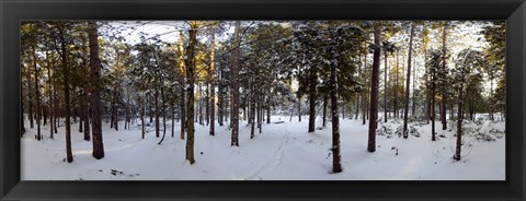 Framed Forest in winter, Quebec, Canada Print