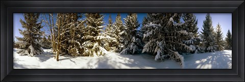 Framed Snow covered pine trees, Quebec, Canada Print