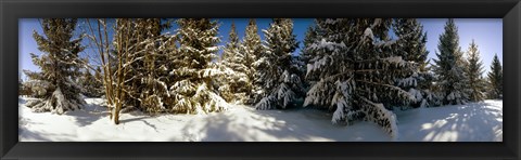 Framed Snow covered pine trees, Quebec, Canada Print