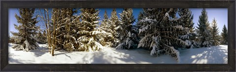 Framed Snow covered pine trees, Quebec, Canada Print