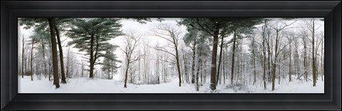 Framed Forest in winter, Quebec, Canada (black and white) Print