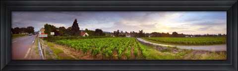 Framed Vineyard, Mercurey, France Print